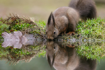 Wall Mural - Red Squirrel in the forest on a winter day