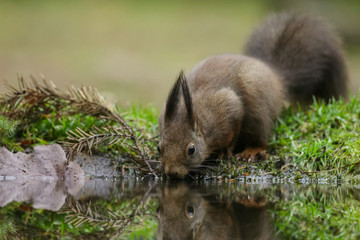 Wall Mural - red squirrel in the forest on a winter day