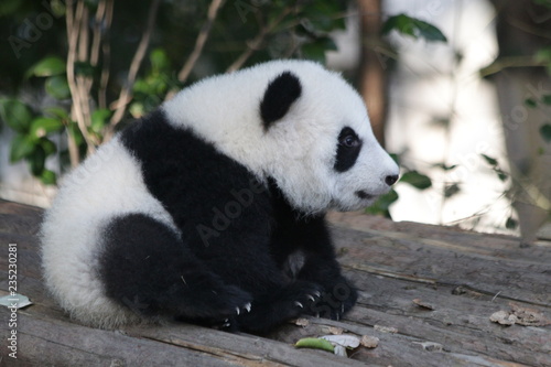 Cute Little Panda Cub Fluffy Face Buy This Stock Photo And