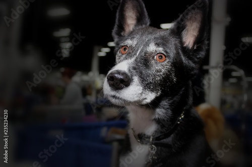 Download Black White Canaan Dog Buy This Stock Photo And Explore Free HD Get Wallpaper Black White Canaan Dog Buy This Stock Photo And Explore Desktop Wallpaper