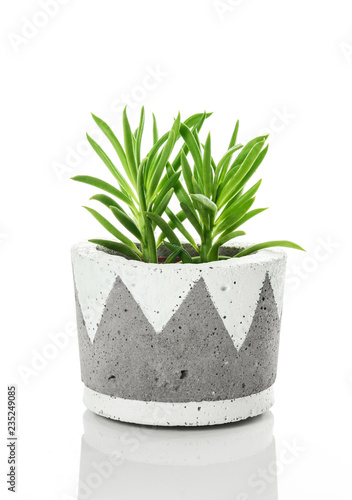 Bright green succulent plant in a handmade concrete pot