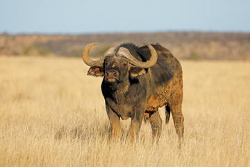 Wall Mural - An African buffalo (Syncerus caffer) in open grassland, Mokala National park, South Africa.