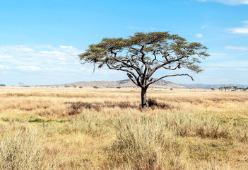 acacias in tanzania on a sunny day