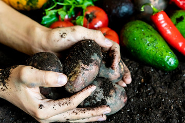 Wall Mural - organic home grown potato in farmer hands with other harvest on the soil ground