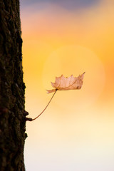 Poster - close-up photo of a dry leaf on a tree