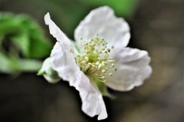 fiore bianco