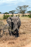 Fototapeta Sawanna - Elephants in the savannah of Tanzania