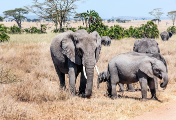 Elephants in the savannah of Tanzania