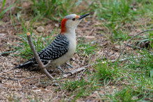 Female Red-bellied Woodpecker (Melanerpes Carolinus) On The Ground In Michigan, USA.