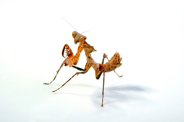 Poster - Totes Blatt (Deroplatys desiccata) - giant dead leaf mantis