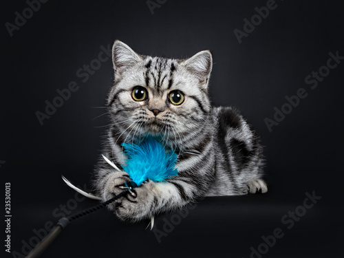 Cute Little Black Silver Blotched British Shorthair Cat Kitten