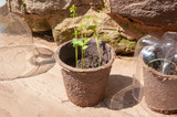 Fototapeta Uliczki - Seedlings and recycled plastic bottles close up