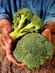 Wall Mural - FARMER HOLDING BROCCOLI