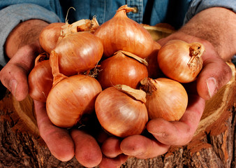 Canvas Print - FARMER HOLDING SHALLOTS