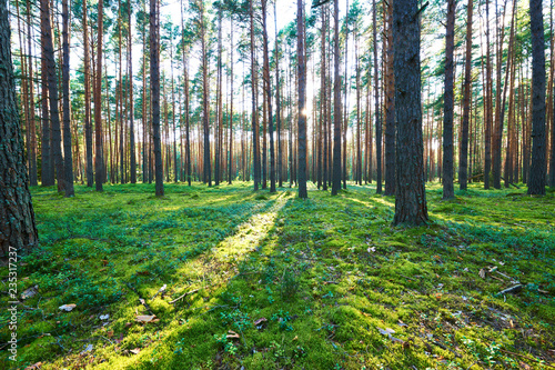 Fotografie, Obraz  Sunrise in pine forest
