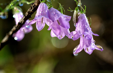 Wall Mural - Campanulaceae flower Beautiful blue perennial flower growing in the woods.