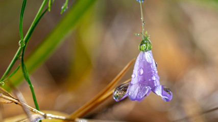 Wall Mural - Campanulaceae flower Beautiful blue perennial flower growing in the woods.