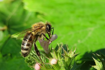 Bee on lamium purpureum flower in the garden, closeup