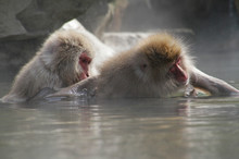 Japanese Snow Monkeys Enjoying A Hot Bath In A Natural Hot Spring Near Nagano