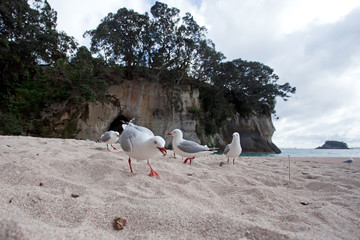 Wall Mural - red-billed gull, (chroicocephalus novaehollandiae scopulinus)