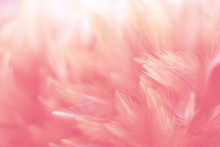 Blur Bird Chickens Feather Texture For Background, Fantasy, Abstract, Soft Color Of Art Design.