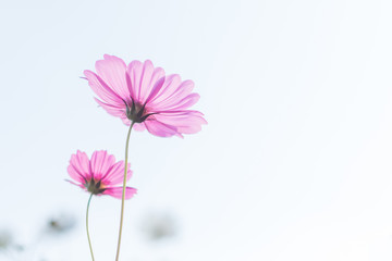 Wall Mural - Beautiful purple cosmos flower in garden with sunlight and blue sky