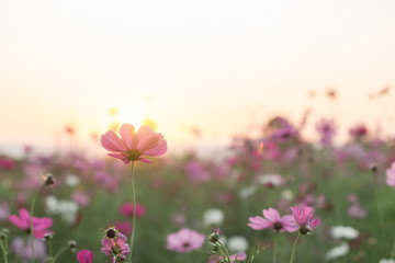 Wall Mural - Beautiful purple cosmos flower in garden with sunlight and blue sky