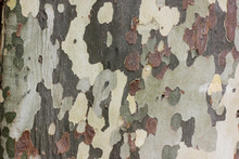 Closeup Of Camouflage Sycamore Bark Background. Natural Green, Yellow And Brown Spotted Platanus Tree Texture