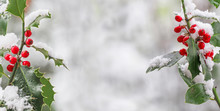 Holly (Ilex Aquifolium) Berries After A Snowfall In Winter