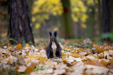 Black Squirrel In Autumn Forest. Czech Republic.