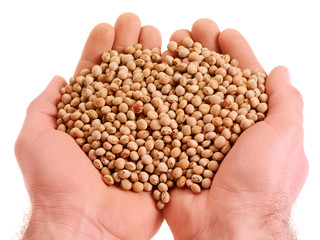 Poster - HANDFUL OF GUNGO PEAS