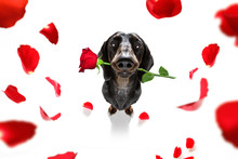 Valentines Dog In Love