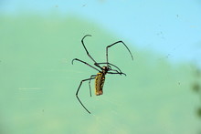 Black And Yellow Colored Scary Nephila Pilipes (northern Golden Orb Weaver Or Giant Golden Orb Weaver) Spider