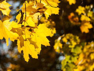 Autumn juicy sunny maple leaves with streaks close-up against the background of bright autumn tree crowns