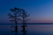 Cypress trees silhouetted against a sunset at Lake Mattamuskeet; a popular hunting and nature tourism destination in North Carolina.