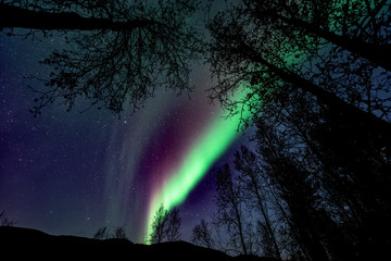 Wall Mural - Unbelievable, in natural colors Aurora Borealis - The northern lights above forest ( tree line )