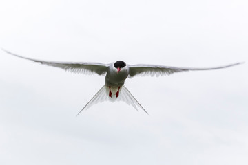 Poster - Küstenseeschwalbe / Arctic tern / Sterna paradisaea