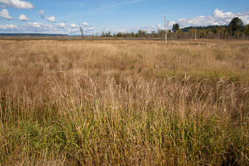 Wall Mural - field of weed