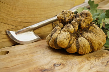 Wonderful white truffle on olive table