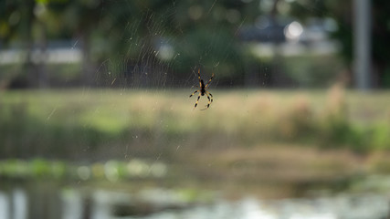 spiders web 