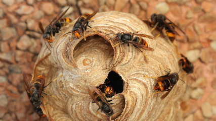 nido de vespa velutina o avispa asiática en cantabria, españa