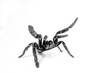 Vogelspinne in Abwehrhaltung - defending tarantula