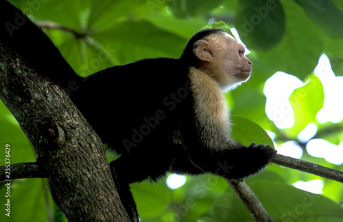 Fotografering White-faced Capuchin Monkey in the Costa Rican Rainforest