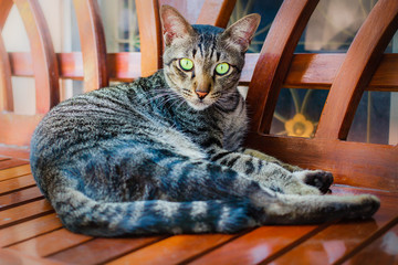 Thai cat, lovely animal at home .