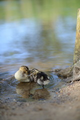 Tiere im Frühling. 2 Enten Küken spielen am See