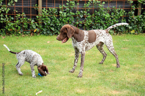 German Shorthaired Pointers Buy This Stock Photo And Explore