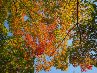 Wall Mural - leaf changing colour to be pale yellow, orange red  in autumn and fall, beautiful compost