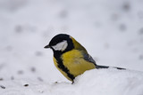 Fototapeta Zwierzęta - Great tit (Parus major) - a bird of the titmouse family in its natural environment with natural light, close-up.