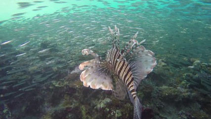 Wall Mural - Lionfish bouncing in the breakers below a jetty hunting juvenile fish