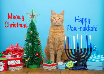 orange tabby cat sitting between a Christmas tree and a Hanukkah Menorah, looking at viewer. Many multi faith families celebrate both Xmas and Hanukkah. Punny text Meowy Christmas Happy Paw-nukkah